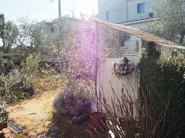 １月のオリーブは花芽分化の大切な時期 Olive Succulentgarden