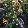 プチブロッコリーの収穫の画像