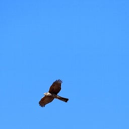 画像 1月探鳥まとめ の記事より 1つ目