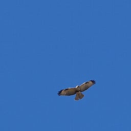 画像 1月探鳥まとめ の記事より 2つ目