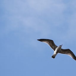 画像 1月探鳥まとめ の記事より 4つ目