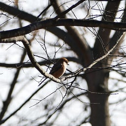 画像 1月探鳥まとめ の記事より 6つ目