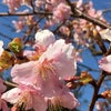 さくら桜サクラの画像