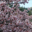 ✿梅とあたみ桜をめぐる春散歩　in　熱海梅園✿の記事より