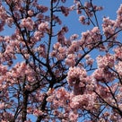 ✿梅とあたみ桜をめぐる春散歩　in　熱海梅園✿の記事より