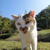 (=^・^=)街猫紳士録No.248～千葉県袖ヶ浦の「しらたま」。の画像
