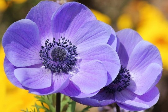 アネモネ Anemone の花言葉とちょっとしたお話 華道歴13年の講師が教える 花と暮らすhappy Flower Life フラワーサロンmuguetfleurのブログ
