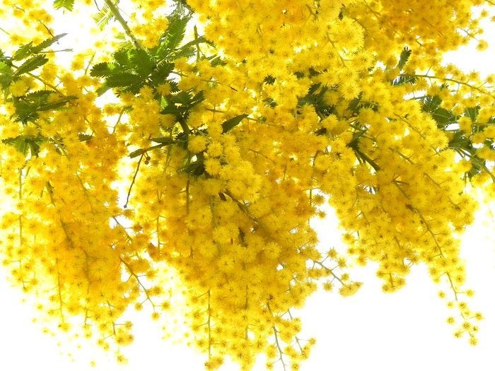 アカシア Wattle ミモザの花言葉とちょっとしたお話 華道歴13年の講師が教える 花と暮らすhappy Flower Life フラワーサロンmuguetfleurのブログ