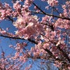 「ゆれながら咲く花」を思い出していたら、近所の桜も咲いちゃった～の巻の画像