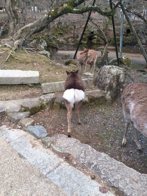 奈良公園の記事より