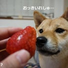 【動画】イチゴいっぱい食べたよ！の記事より
