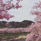 <週末プチ旅行>河津桜と稲取のつるし雛の記事より