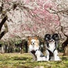 3月25日(土）ドッグフォトグラファー杉山順平さんによるマニュアルフォトレッスンの画像