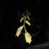 20170225ブルーベリーの芽の画像