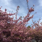 伊東で早咲きの桜が満開の記事より