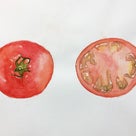 中学生　トマトの水彩画／蝶の標本のだまし絵／Photoshop演習の記事より