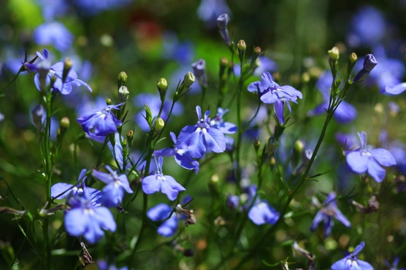 ロベリア 春から夏に咲き乱れる 小花と青が可憐なガーデニング植物 広島のガーデンコーディネーター ゆっこの庭 寄せ植え教室