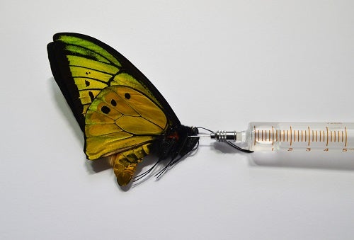蝶の軟化作業からの展翅 標本製作 昆虫漂流記