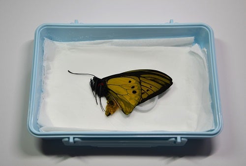 蝶の軟化作業からの展翅、標本製作 | 昆虫漂流記