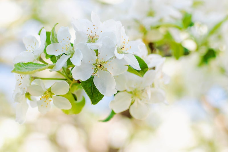 リンゴ Apple Blossom の花言葉とちょっとしたお話 華道歴14年の講師が教える 花と暮らすhappy Flower Life フラワーサロンmuguetfleurのブログ