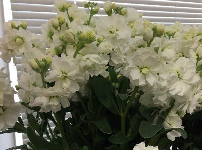 誕生花 ３月７日 白いストックの花言葉 オリジナルなプレゼントがつくれる山本彩代のフラワーアレンジメント教室