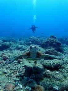 マニャガハ島体験ダイビング