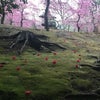 【週末京都】春色満開！梅を満喫♡の画像