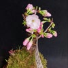 桜とロタ。の画像