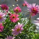 ピンクのマーガレット「真実の愛」が花言葉。メジロと桜「あなたに微笑む」が花言葉。の記事より