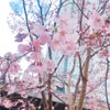 こんなところに◦̈⃝⁉︎春の訪れ♩¨̮⑅*の画像