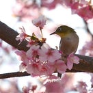 河津桜と野鳥たち。いせさき市民の森。の記事より
