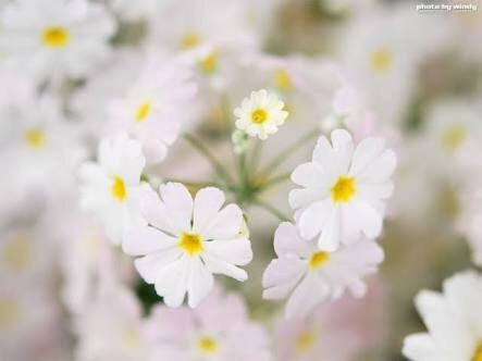 サクラソウ Primrose の花言葉とちょっとしたお話 華道歴13年の講師が教える 花と暮らすhappy Flower Life フラワーサロンmuguetfleurのブログ