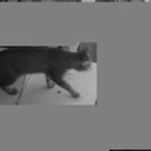 嬉しいけれど複雑…定点カメラの「キジ猫さん」は他猫の空似で「別猫さん」でした。(おまけアリ)の記事より