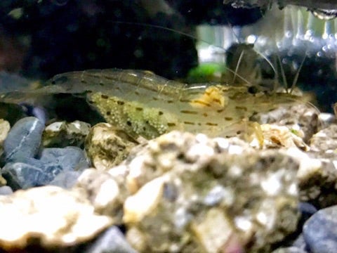ヤマトヌマエビの繁殖 抱卵 ゾエア放出について チェリーの熱帯魚とエビログ