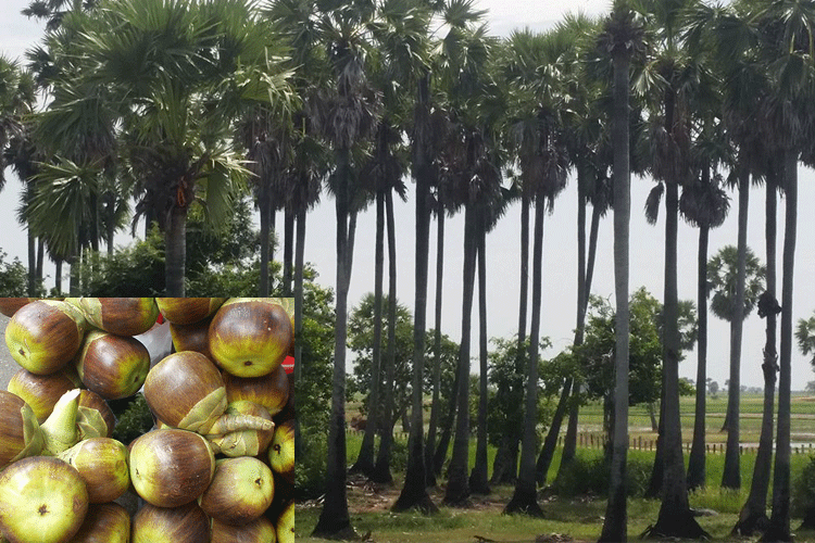 日本人がよく間違ってるココナツの木と ヤシの木 | Rina, LV Tours(LV 
