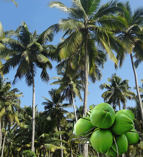 日本人がよく間違ってるココナツの木と ヤシの木 Rina Lv Tours Lv 旅行会社
