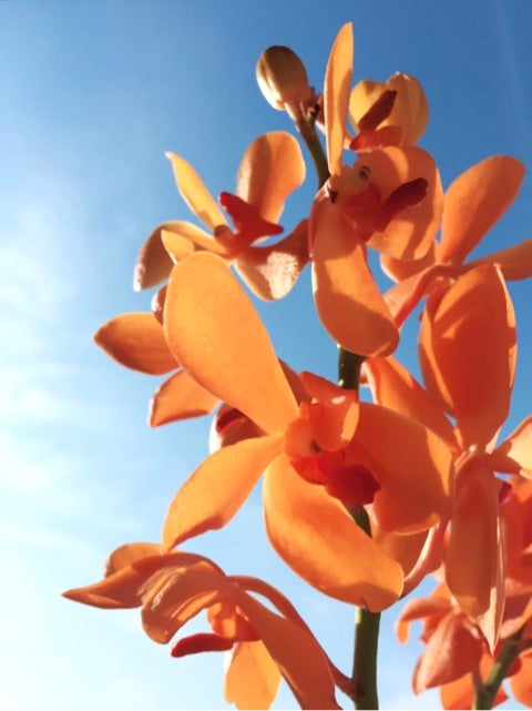 50 素晴らしいモカラ 花 言葉 最高の花の画像