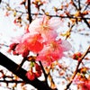 さくら咲く 〜春ですね〜の画像