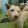 3月14日 川崎市麻生区で収容された犬(柴 メス)の画像