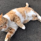 ”3/19 [緊急！拡散希望！] 埼玉県狭山市で、3/19に行方不明になった猫を探しています。”の記事より