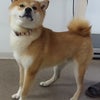 3月21日 横浜市鶴見区で収容された犬(柴犬 オス 赤白首輪 マイクロチップ)の画像