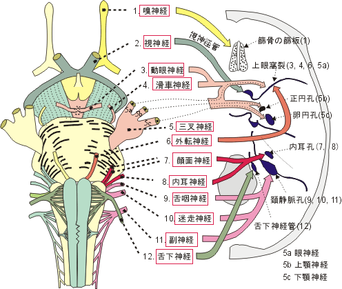 外転神経