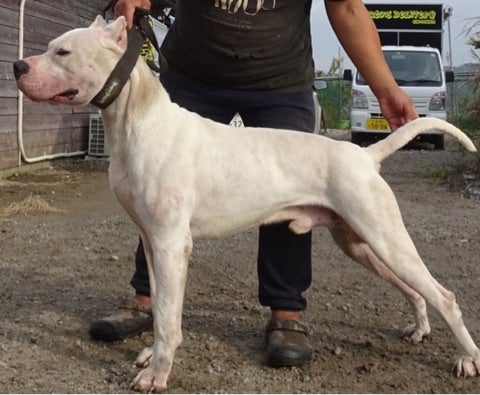 大型犬って素晴らしい ドゴアルヘンティーノ編 一宮愛犬訓練所のブログ