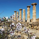 これが世界最高のアーモンド！イタリア シチリア島の神殿の谷に咲き乱れる花♪パリ ブログの記事より