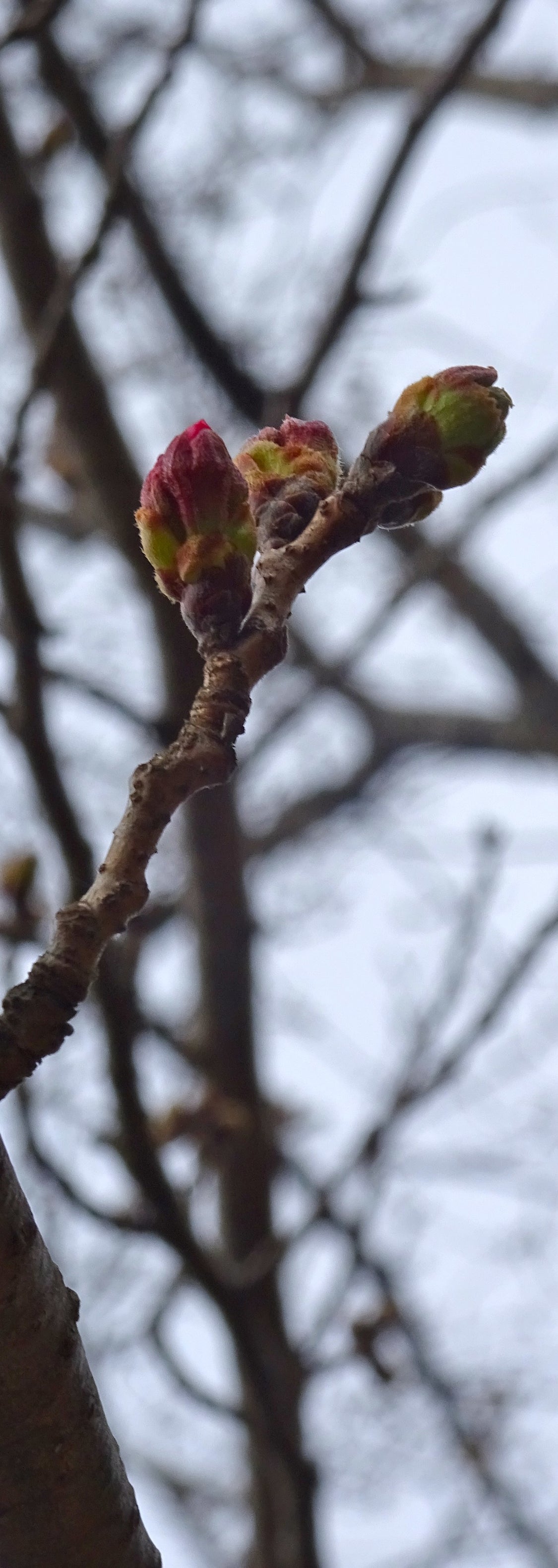 八ツ面旧保育園跡地の桜が咲きそうでござる。人気の財布型ポーチの記事より