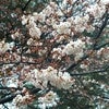 桜色の始まりの画像