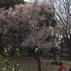 桜の季節1の画像