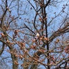 11年目の桜の画像