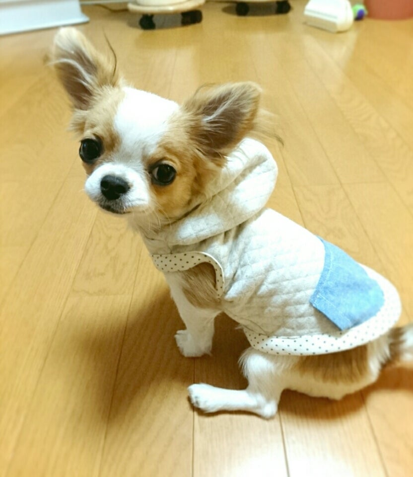 欠品商品です 犬服ハンドメイド♡miyuno様専用♡ 犬用品