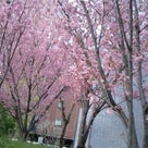 春だ！桜だ！目黒川〜♪の記事より